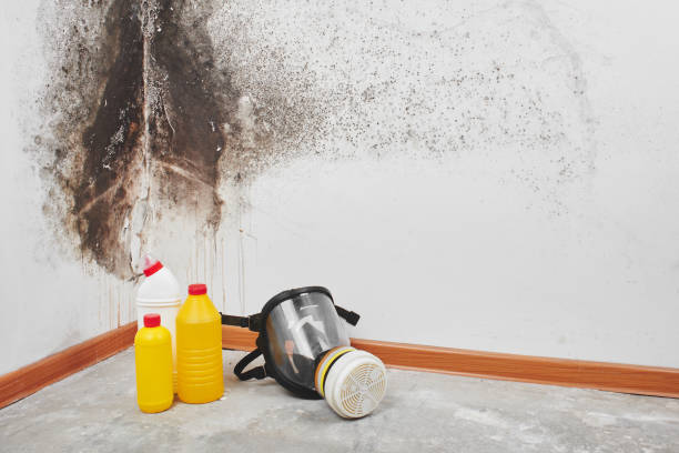 Best Black Mold Remediation in Jackson, MS