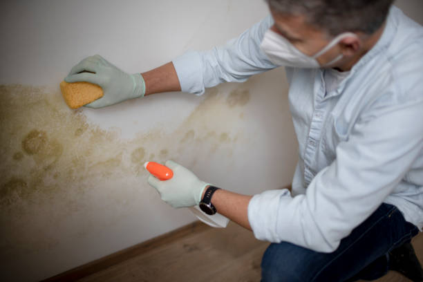 Best Post-Flood Mold Remediation in Jackson, MS