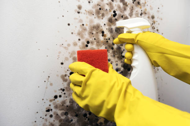 Best Black Mold Remediation in Jackson, MS
