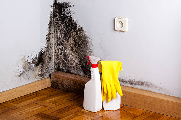 Best Health and Safety Mold Remediation in Jackson, MS