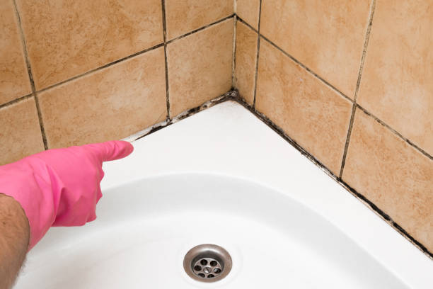 Best DIY Mold Remediation Support Services in Jackson, MS
